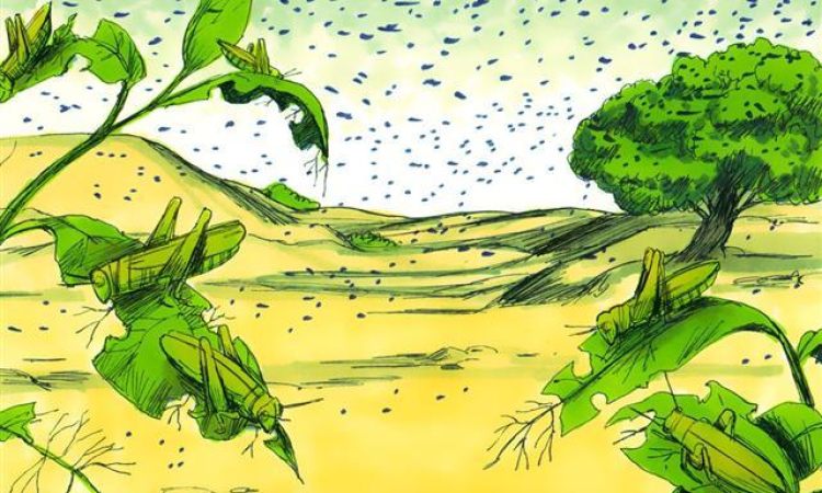 The Eighth Plague: Locusts